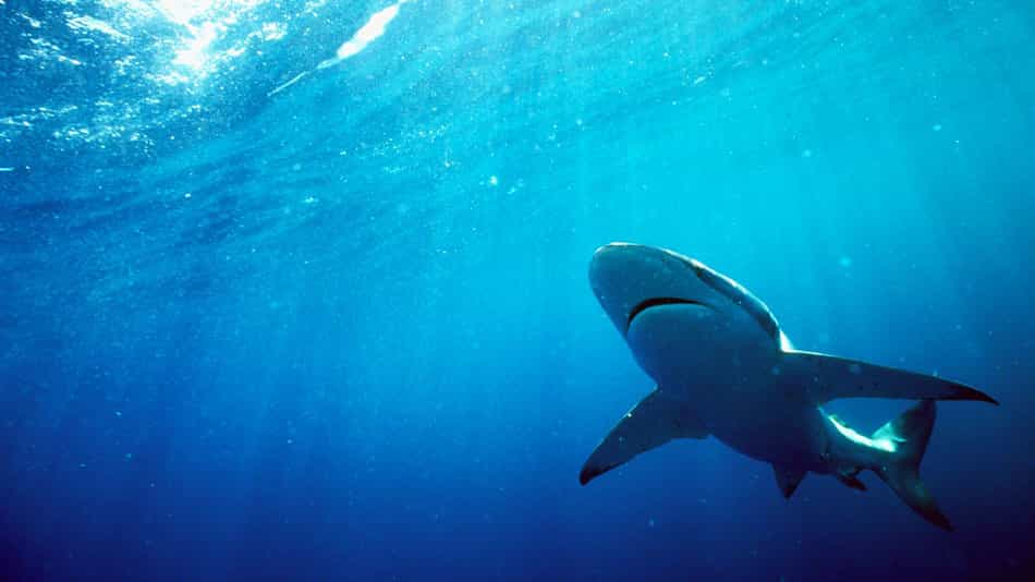 Why You Need More Sales Sharks on your Team